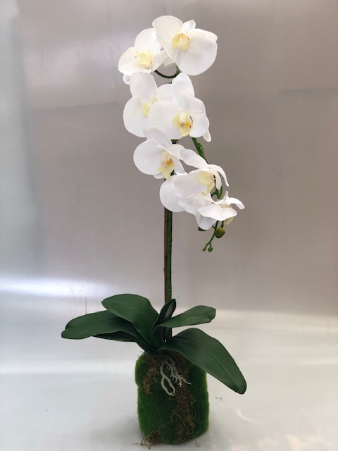 I8246 - Orquídea phaleonopsis branca vaso musgo - 65cm altura 